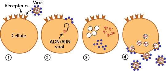 virus infecting cell