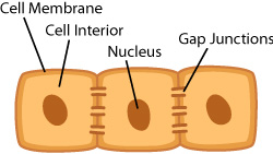 gap junctions