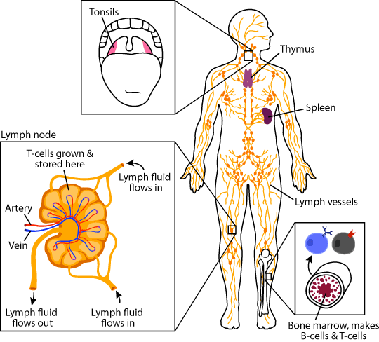 lymph system