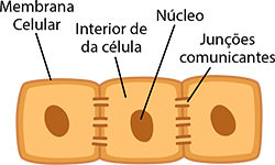 Junções comunicantes 