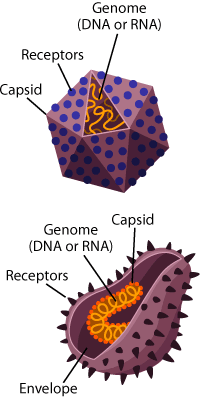 virus structure