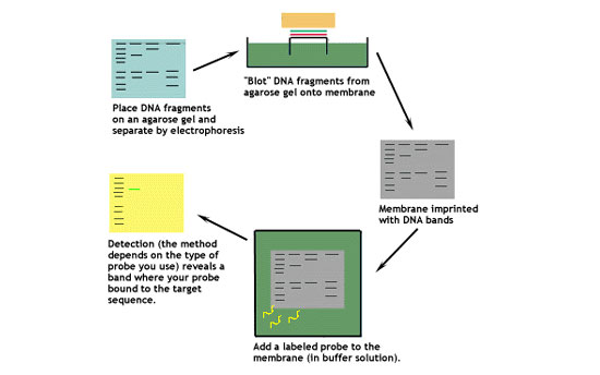 southern blotting