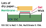 Transfer DNA to membrane