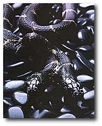 Two-headed King Snake