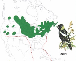 Bobolink migration