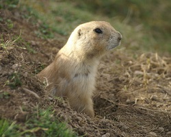 Prairie dog