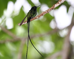 black-billed streamertail