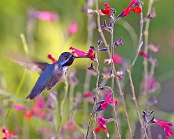 hummingbird feeding