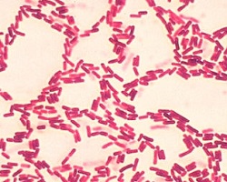 Bacillus coagulans