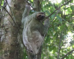 Brown-throated sloth