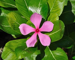 Madagascar periwinkle