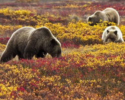 grizzly bears