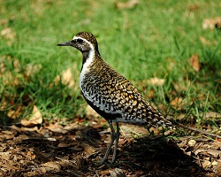 Pacific Golden Plover