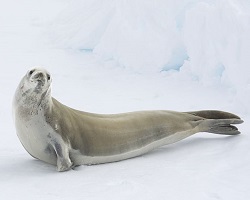 Crabeater seal