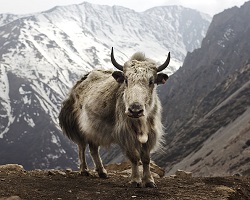 Yak