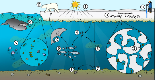 Arctic Ecosystem