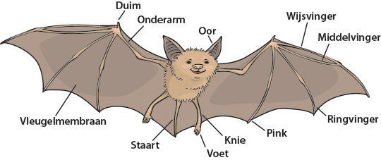 bat illustration with labels