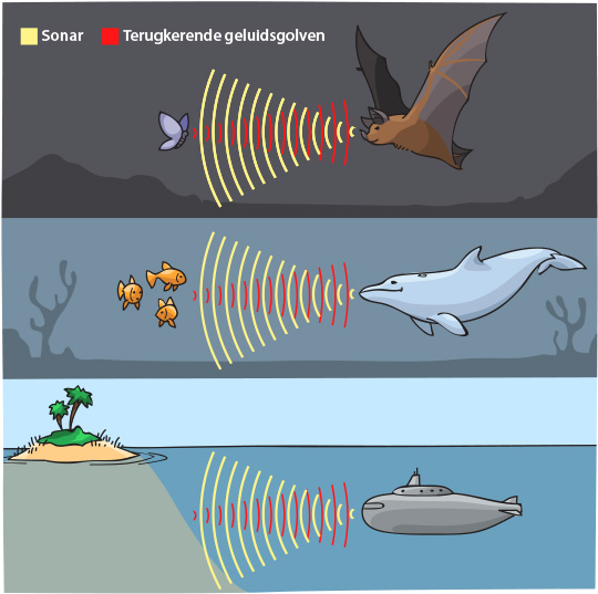 sonar echolocation illustration