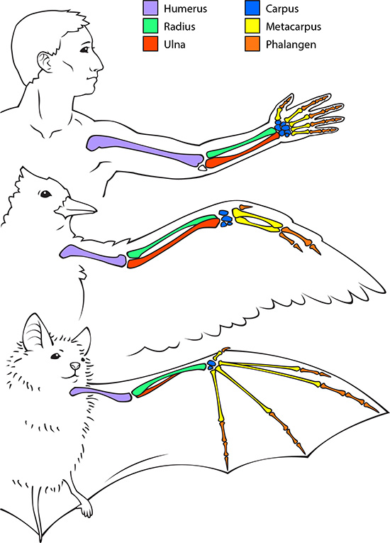 fledermause vogel und menschliche knochen