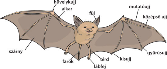 bat illustration with labels