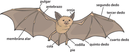 bat illustration with labels