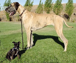 Great Dane and Chihuahua