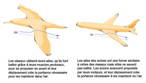 bird-plane wing lift