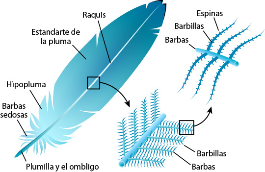 feather  anatomy