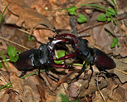 Stag beetles fighting