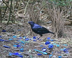 Bowerbird with nest