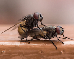 Copulating flies