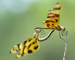 Mating dragonflies