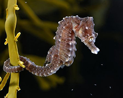 Short-snouted seahorse