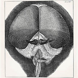 Robert Hooke Drone Fly Illustration