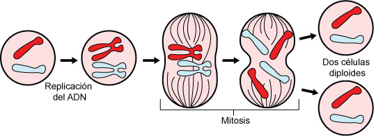 Mitosis