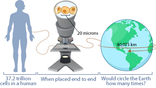 How many times could your cells circle the Earth?