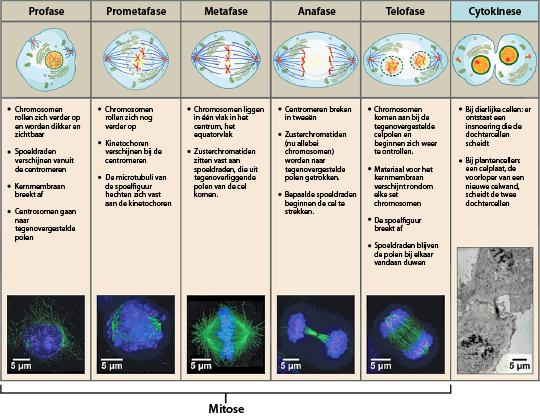 Mitosis cell cycle