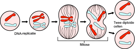 Mitosis