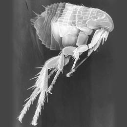 Flea imaged in SEM