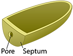 Fungal cell wall with pore and septum