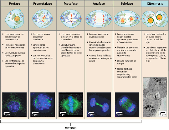 Mitosis cell cycle