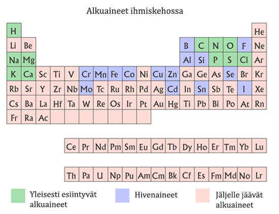 Jaksollinen järjestelmä -piirros ihmiskehossa esiintyvistä alkuaineista.