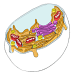 cytoplasm