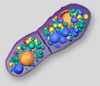 Yeast cell organells