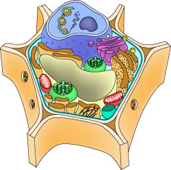 plant cell