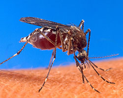 Mosquito Aedes aegypti