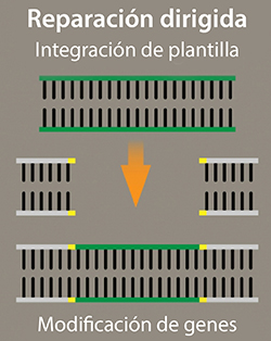 Reparacion dirigida