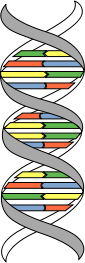 dna structure