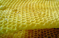 Bee honeycomb