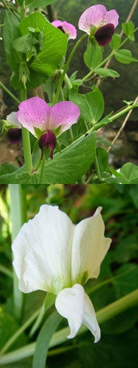 Pea flowers